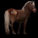 Sable Island pony